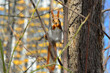 Red squirrel on the branch  in the forest