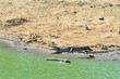 Сrocodile with open jaws lies on the banks of the river,Yala National Park,Sri Lanka