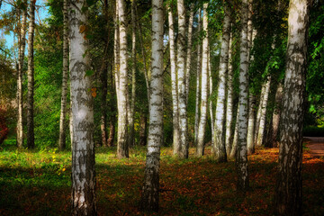 Wall Mural - Birch trees stand tall with their distinct white bark and black markings amidst greenery and sunlight.