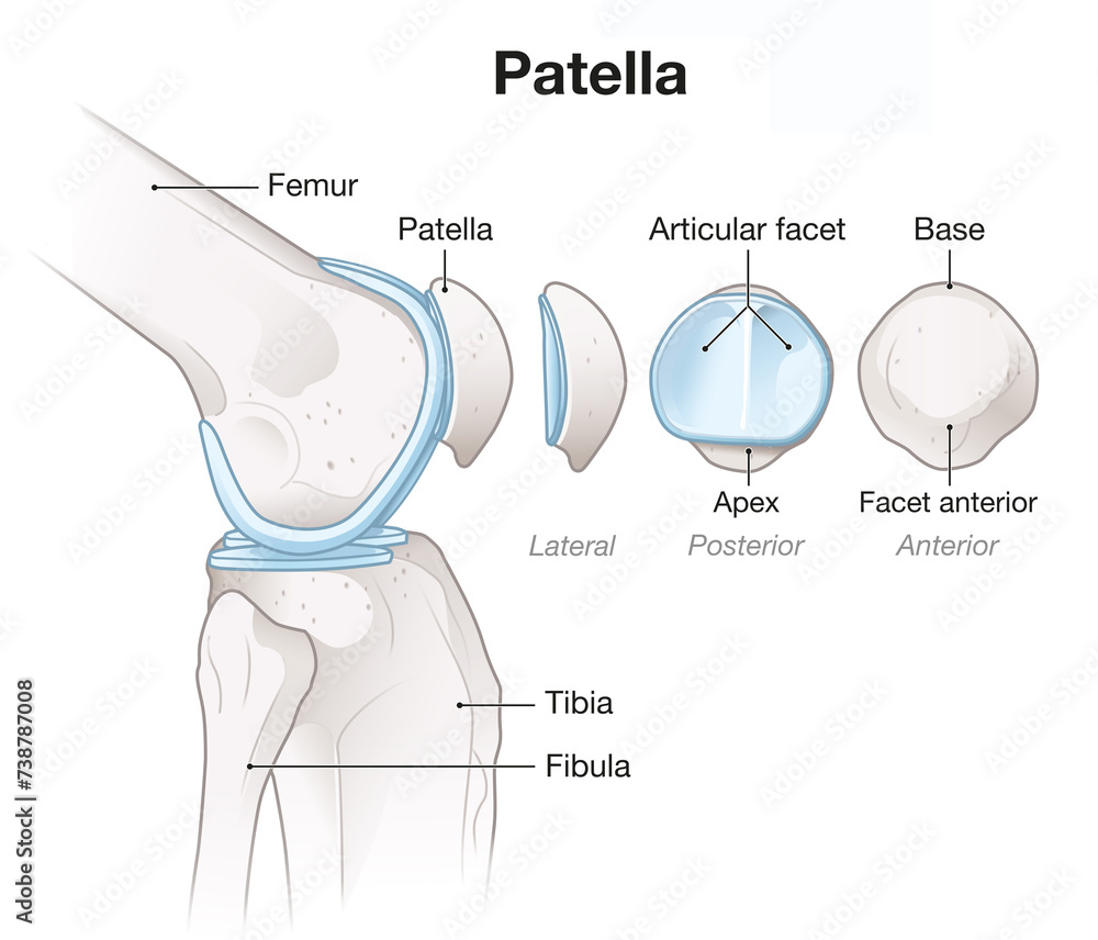 Patellar Accessory Ridge Knee Joint Anatomy. Patella. Labeled. llustration Stock Illustration ...