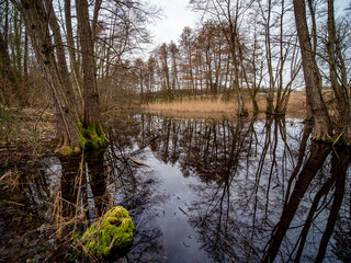 Poster - Viel Totholz am Ufer eines Waldsee