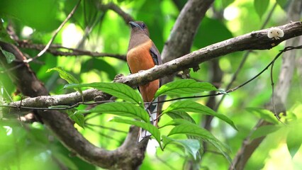 Wall Mural - The Malabar trogon (Harpactes fasciatus) is a species of bird in the trogon family