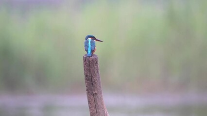 Wall Mural - The common kingfisher (Alcedo atthis), also known as the Eurasian kingfisher and river kingfisher