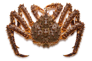 Wall Mural - live red king crab isolated on a white background