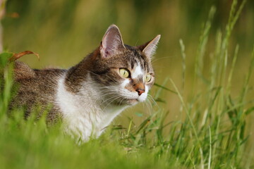 Wall Mural - Closeup portrait of a domestic cat. A cat lurking on the grass. 