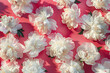 white peonies over a pink background flat lay in the 
