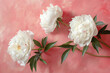 white peonies over a pink background flat lay in the 