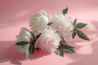white peonies with leaves on pink background sv26 ped