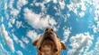 Bottom view of a dog against the sky. An unusual look at animals. 