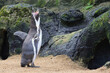 A South American Humboldt Penguin calling it braying with its head held back and beak open on a rocky beach 