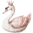 Cute watercolor swan in a crown on white background