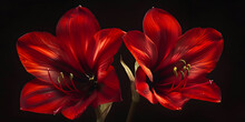 Close-Up Of Two Red Amaryllis Flowers In Light Black And Maroon Style