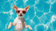 Chihuahua dog with sunglasses on swimming pool. Pet in summer vacation concept