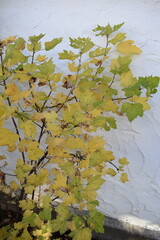 Sticker - yellow leaves of a red currant bush