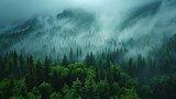 Fototapeta Natura - Misty landscape of fir forest in Canada