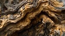 A Close Up Of A Very Old Tree Trunk