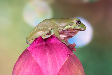 Wall Mural - Australian green tree frog. An overweight member of the species deposits fat layers over the top of the head and body, giving it a 