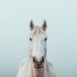 a white horse with a grey background