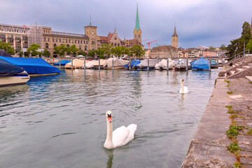 Wall Mural - Swan in river Limmat and Fraumunster church in Old Town of Zurich, Switzerland