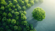 Top view natural green forest trees