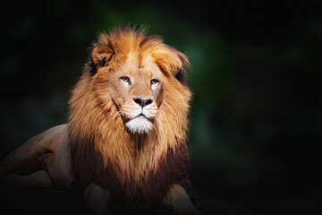 Wall Mural - Southwest African Lion (Panthera leo bleyenberghi) - Angola Lion