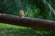 Guira Cuckoo Bird (Guira Guira)