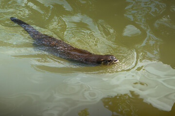 Sticker - Neotropical River Otter (Lontra Longicaudis) Swimming