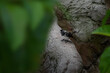 Double-collared Seedeater bird (Sporophila caerulescens)