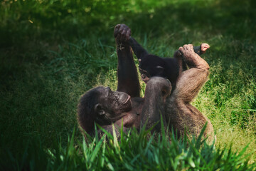 Wall Mural - Chimpanzee mother and child playing (Pan troglodytes)