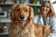 © P - Friendly Dog at the Vet Clinic