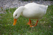 Großaufnahme einer weißen Ente. Sie hat keine farbigen Federn und einen Schnabel in Orange. Sie blickt in die Kamera und steht auf einer grünen Wiese. 