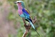 Farbenprächtiger Vogel sitzt bei Regen auf einem Ast in der grünen Landschaft Afrikas.