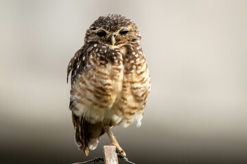 A Burrowing Owl or Luck owl perched on the fench. Species Athene Cunicularia. The big yellow eyes of american owl. Bird lover. Birdwatching. Birding.