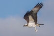 Osprey carrying a freshly caught fish in its talons - Sebastian River, Florida