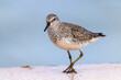 Red Knot in winter plumage walking on a breakwater - Florida