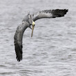 Brown Pelican banking in flight - Indian River, Florida