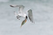 Royal Tern carrying a freshly caught fish in its beak - Florida