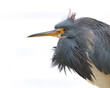 A Tricolored Heron gets its feathers ruffled by a breeze - Jekyll Island, Georgia