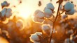 Macro shot of cotton balls on a branch in sunlight on a summer field with ample copy space for text