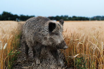 Fototapete - Wildschwein im Weizen