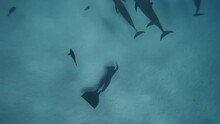 Experienced Man Freediver In Monofin Swimming Deep Underwater With Dolphins In Blue Ocean Water, Amazing Snorkeling Adventure. Diver Man Diving In Red Sea With Bottlenose Dolphins. Travel Concept