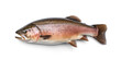 Raw trout isolated. Fresh cutthroat, steelhead fish, whole rainbow trout, trutta, fario