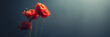 bouquet of poppies banner background with space for text (2)