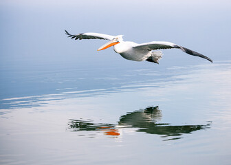 Wall Mural - pelican in flight