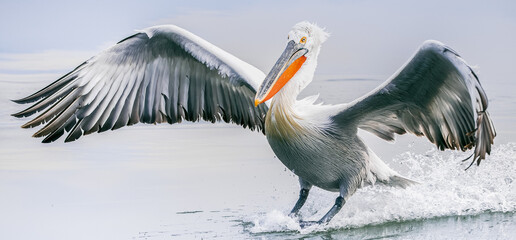 Wall Mural - pelican in flight