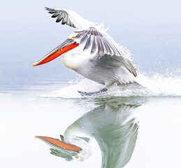 Wall Mural - pelican landing on the water