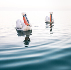 Wall Mural - pelicans on the lake