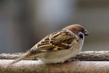 Poster - Tree sparrow (Passer montanus) on a stick in winter. Czechia. 