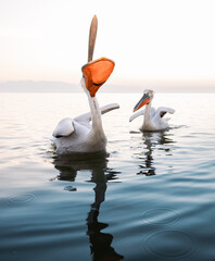 Wall Mural - pelican with open beak