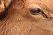Eye of an Elk
